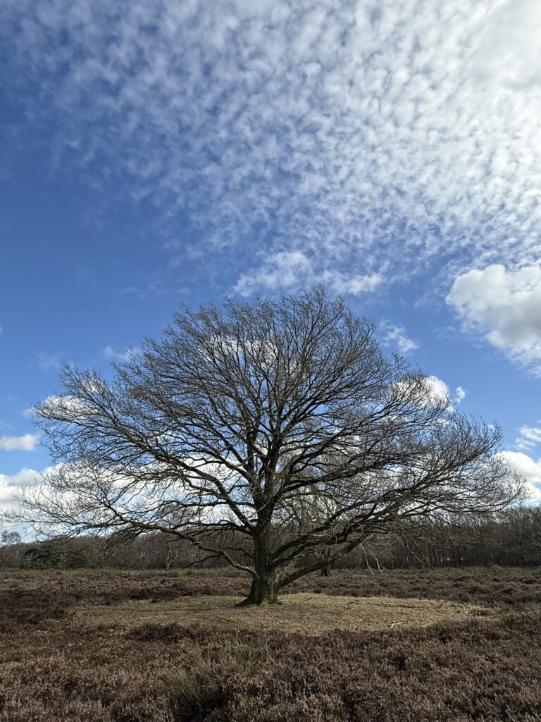 Home IMG 5969 768x1024